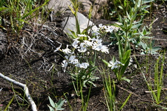 Silene samojedorum