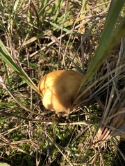 Agrocybe pediades