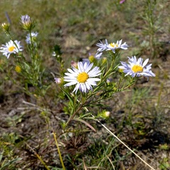 Aster biennis