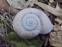 Pedinogyra rotabilis