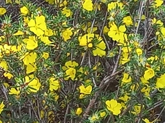 Hibbertia depressa