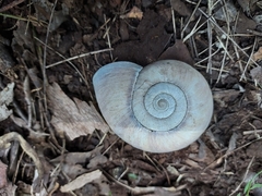 Pedinogyra rotabilis