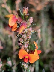 Dillwynia sericea