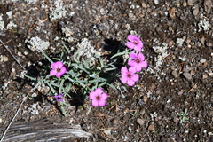 Dianthus repens