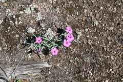 Dianthus repens