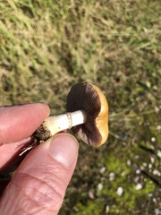 Agrocybe pediades