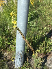 Verbascum phlomoides