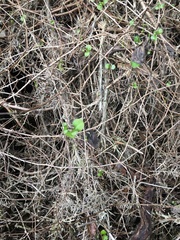 Fuchsia perscandens