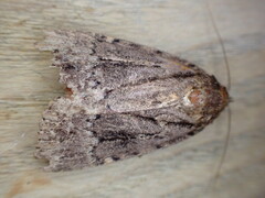 Amphipyra pyramidea
