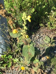 Verbascum phlomoides