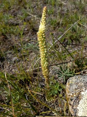 Orostachys spinosa