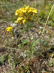 Patrinia rupestris