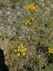 Bupleurum multinerve