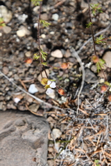 Chamaerhodos grandiflora