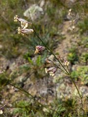 Silene jeniseensis