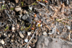 Chamaerhodos grandiflora