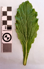 Berkheya carlinoides