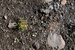 Chamaerhodos grandiflora