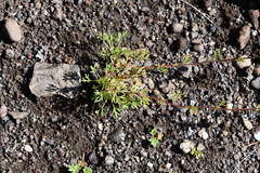 Chamaerhodos grandiflora