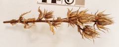 Berkheya carlinoides