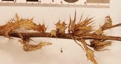 Berkheya carlinoides