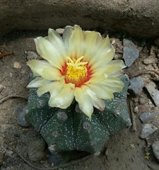 Astrophytum asterias