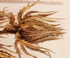 Berkheya carlinoides