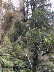 Hedycarya arborea