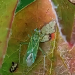 Blepharidopterus angulatus