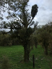 Ileostylus micranthus