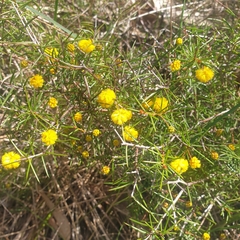 Acacia brownii