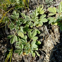 Potentilla acaulis