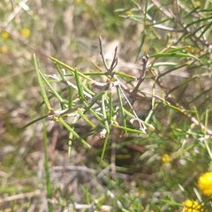 Acacia brownii