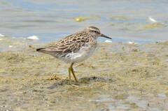 Calidris acuminata