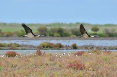 Threskiornis spinicollis