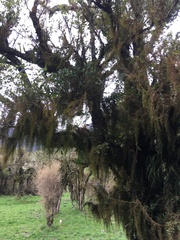 Ileostylus micranthus