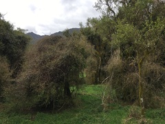 Ileostylus micranthus