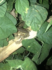 Limnonectes leytensis