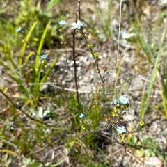 Eritrichium pectinatum