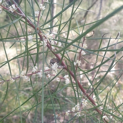 Hakea ulicina