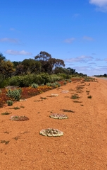 Lechenaultia macrantha