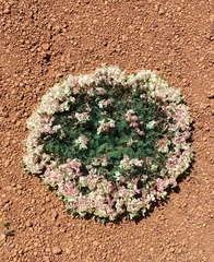 Lechenaultia macrantha