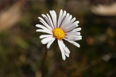 Allittia uliginosa