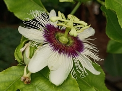 Passiflora edulis