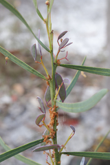 Acacia suaveolens