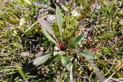Allittia uliginosa