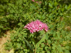 Spiraea splendens