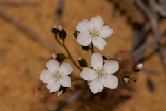 Drosera humilis