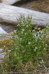 Cardamine umbellata