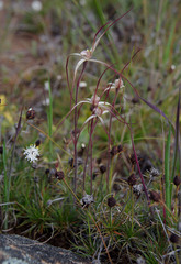 Caladenia dimidia